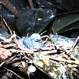 nicobar pigeon baby on the nest