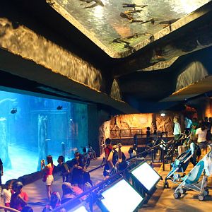 Wild Amazonia - Amazon Flooded Forest