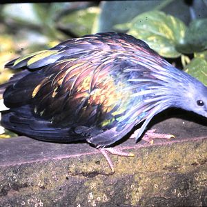 nicobar pigeon adult