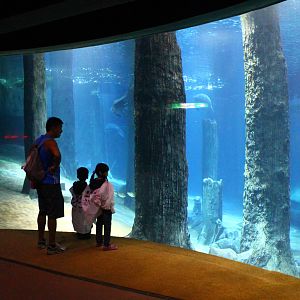 Wild Amazonia - Amazon Flooded Forest