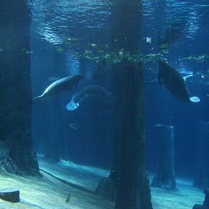 Wild Amazonia - Amazon Flooded Forest