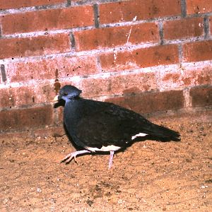 thick-billed ground dove