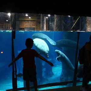 Wild Amazonia - Amazon Flooded Forest