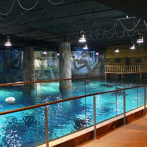 Wild Amazonia - Amazon Flooded Forest