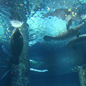 Wild Amazonia - Amazon Flooded Forest