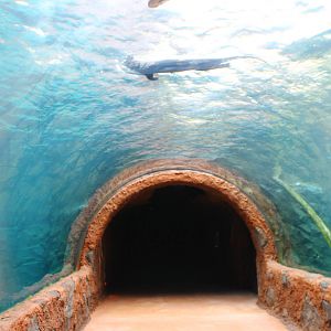 Wild Amazonia - Amazon Flooded Forest