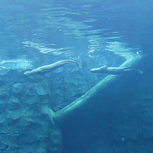 Wild Amazonia - Amazon Flooded Forest