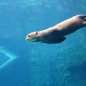 Wild Amazonia - Amazon Flooded Forest
