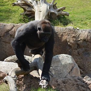 Lowland Gorilla