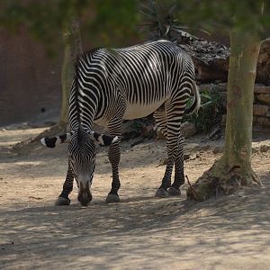 Grevys Zebra