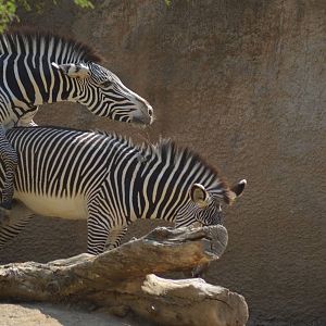 Zesty Zebras