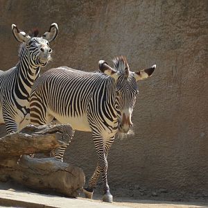 Zesty Zebras
