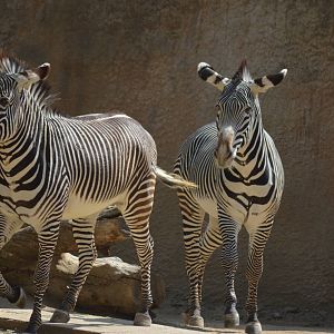 Zesty Zebras