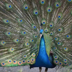 Peacock