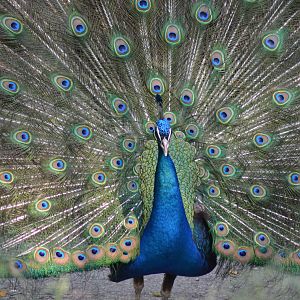 Peacock