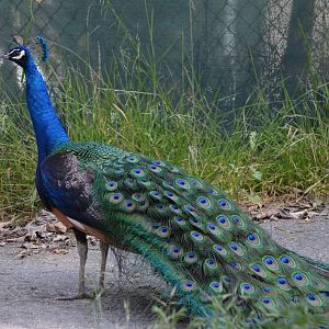 Peacock