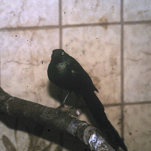 long-tailed glossy starling