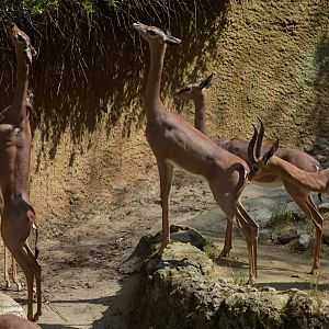 Gerenuks