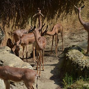Gerenuks