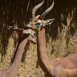 Gerenuks