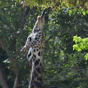 Masai Giraffe