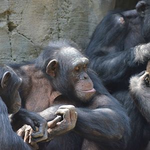 Chimpanzees