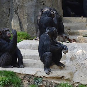 Chimpanzees
