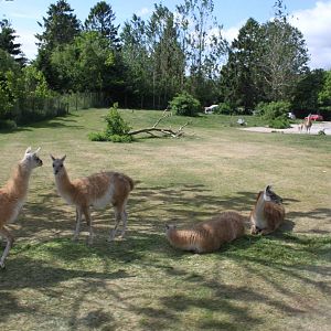 Givskud Zoo - Safari (South America)