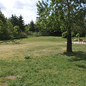 Givskud Zoo - Safari (South America)