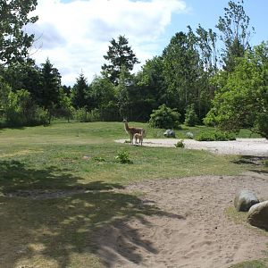 Givskud Zoo - Safari (South America)