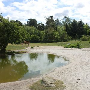 Givskud Zoo - Safari (South America)