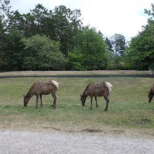 Givskud Zoo - Safari (North America)