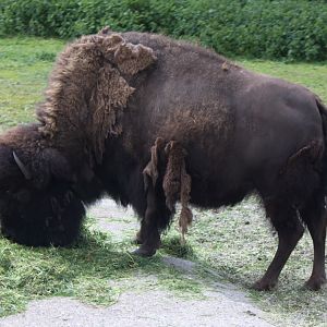 Givskud Zoo - Safari (Prairie bison)