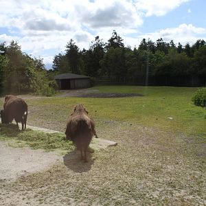 Givskud Zoo - Safari (North America)