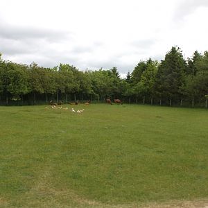 Givskud Zoo - Safari (Africa #1)