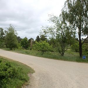 Givskud Zoo - Safari (Lion)