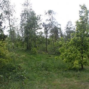 Givskud Zoo - Safari (Lion)