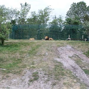 Givskud Zoo - Safari (Lion)