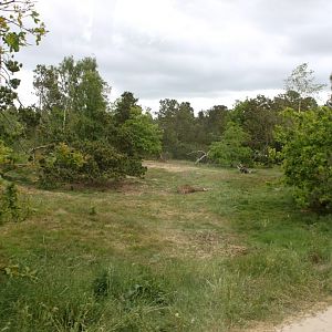 Givskud Zoo - Safari (Lion)