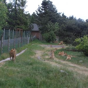Givskud Zoo - Safari (Lion)