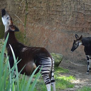 Okapi Pair