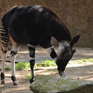 Okapi