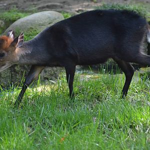 Black Duiker
