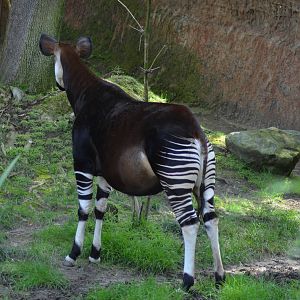 Okapi
