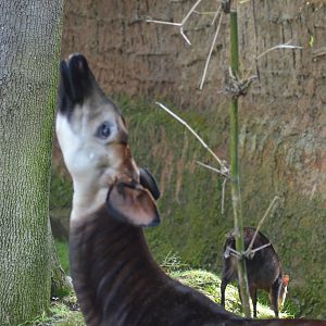 Okapi