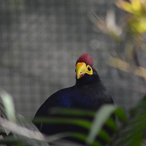 Ross's Turaco