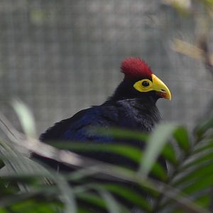 Ross's Turaco