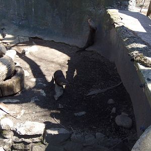 Alligator Alley- Excited Otters