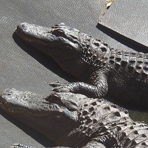 Alligator Alley- Alligators