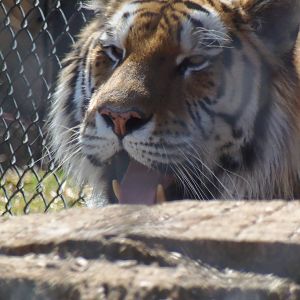 Predators- Viktor the Amur Tiger